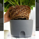 Flower Planter | Self-Watering | Pure Water Flow | AquaWick