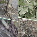 Plant Feeding | Even Nutrient Distribution | Easy to Insert | RootVita