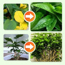 Plant Feeding | Even Nutrient Distribution | Easy to Insert | RootVita